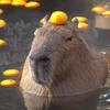 ilovecapybarasssssss