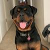 bear_the_rottweiler2019