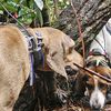 BearKamp Hound supply