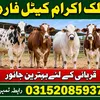 ikrammalik722
