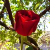 frlop_toy