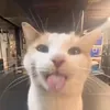 elaiasgd
