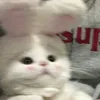 phuzozngg