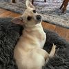 2legdogs