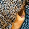 grace_wolfe_ollie5252020