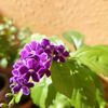 safa_333__