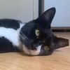 mycatisbetter