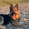 waltthegsd
