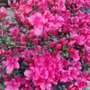 sarmila_370