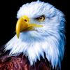 azad_nyc786