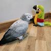 oopaik