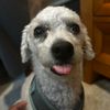 daisius_ladoge