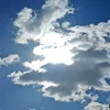chrysojeda