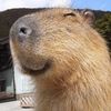 capybara.carol