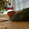 simba_the_kitty_cat1