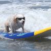 cool_dog_surfing