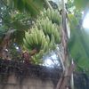 keong.siput25