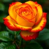 kashif_786_07