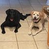 dogmom_2labs