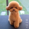 toypoodle.baku