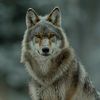 angrywolf850
