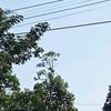 accu0706