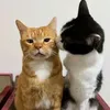 mai_diemtrinh