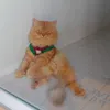 ribiashelany