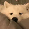 ngan_ne0