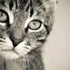 fatima.malik2523