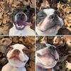 the_boston_terriers_7