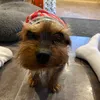 flynn.revert45