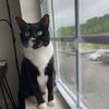 melcat27