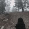 shy