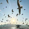 doquynhmai182