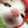 bongnee_0308