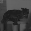 c.__.1811
