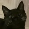 .scurasofia