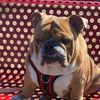 tommy.elbulldog