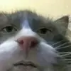 binhbo_2001