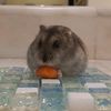 lulu.the.hammy