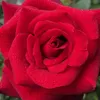 userng10pjhmb6