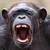 monkey_boy_banana