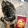denteczka