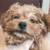 Ruu the Doodle Bear