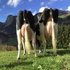 swissfarmersilvio10
