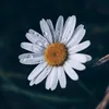 minhdo396