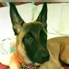 berger_rmalinois22