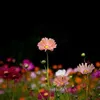 sol_luna52