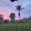 andri1480